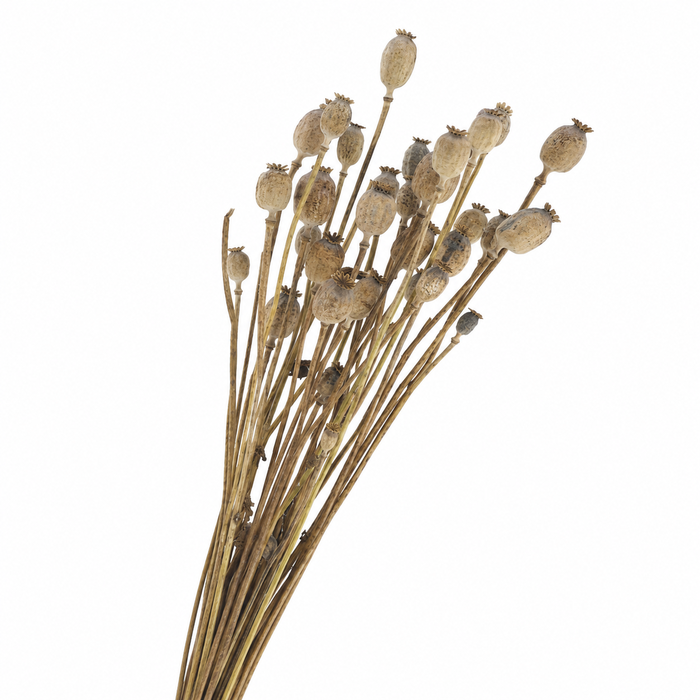 <h4>Dried Papaver Natural</h4>