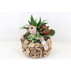 arr2 JS - Schors rond deluxe