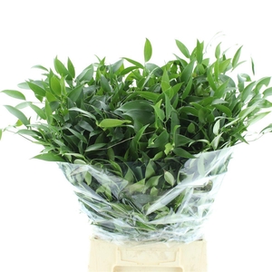 RUSCUS ACULEATUS BS