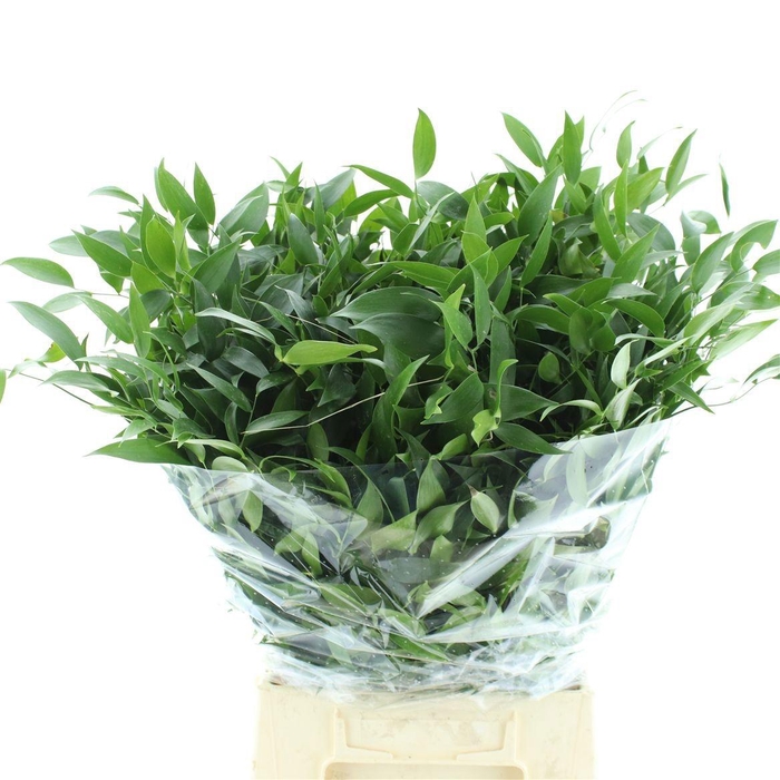 <h4>RUSCUS ACULEATUS BS</h4>