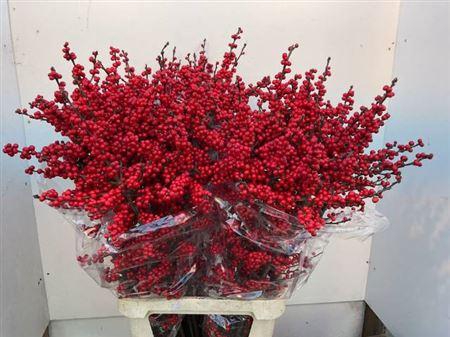 <h4>Ilex Ve Rode Bes</h4>