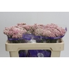 Ozothamnus Cooks Tall Pink
