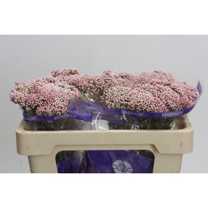 Ozothamnus Cooks Tall Pink