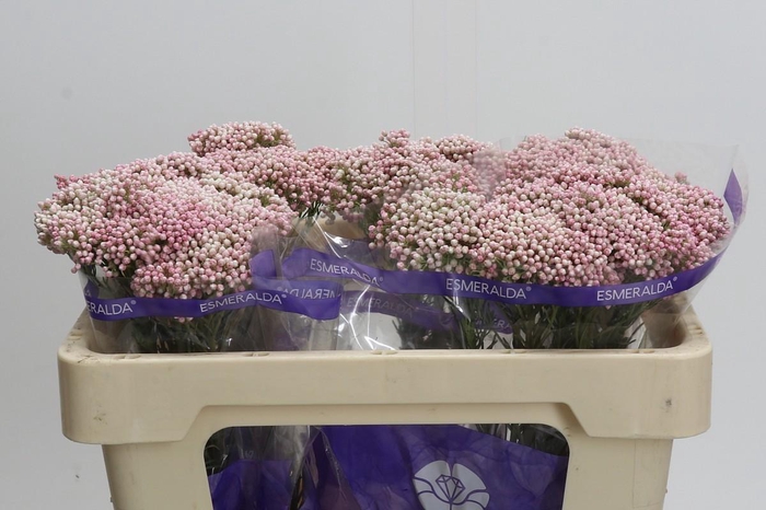 <h4>Ozothamnus Cooks Tall Pink</h4>