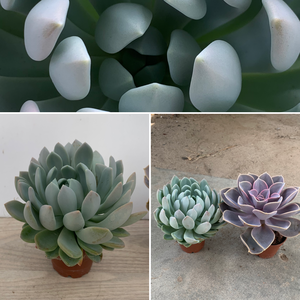 ECHEVERIA-HYBRID P6