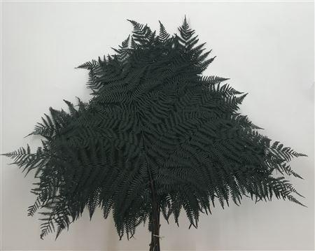 <h4>Dr Felce Di Bosco Bl Green Verde</h4>