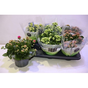 arr8 Kal Ge Gem 4 Kl