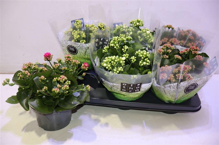 <h4>arr8 Kal Ge Gem 4 Kl</h4>