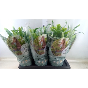 Phlebodium aureum 'Blue Star'