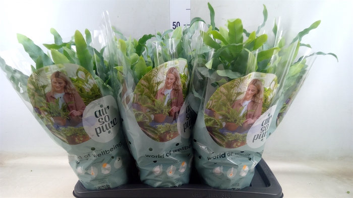 <h4>Phlebodium aureum 'Blue Star'</h4>