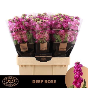Matth Stox Deep Rose