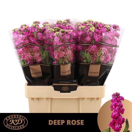 <h4>Matth Stox Deep Rose</h4>