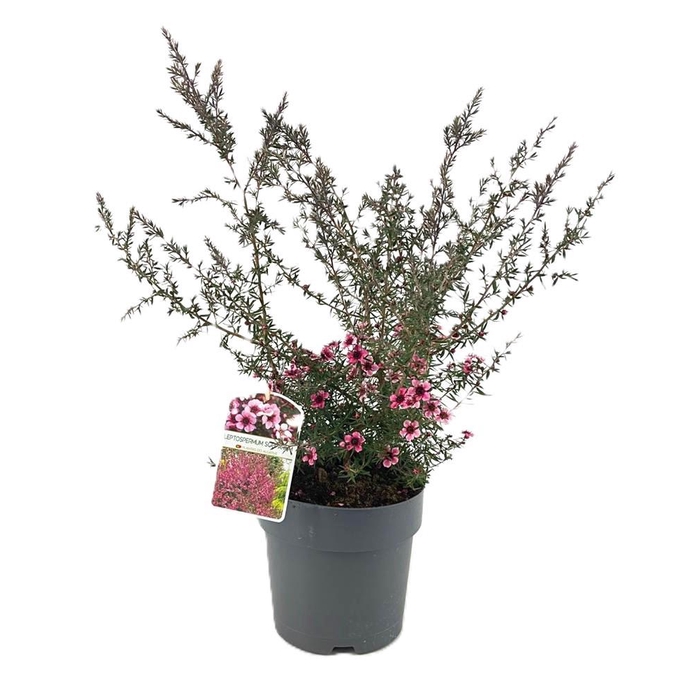 <h4>Leptospermum scoparium</h4>