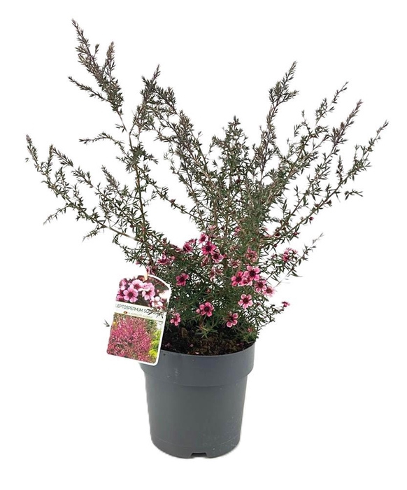 Leptospermum scoparium