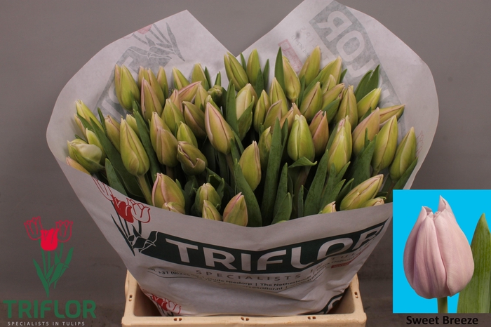 <h4>TU EN SWEET BREEZE</h4>