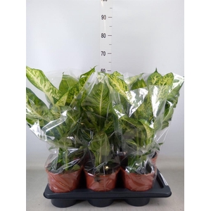 Dieffenbachia  'Mars'