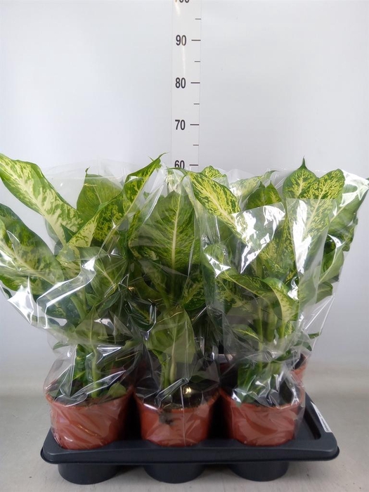 <h4>Dieffenbachia  'Mars'</h4>