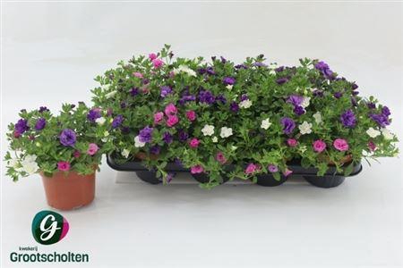 <h4>Calib Tr Petticoat</h4>