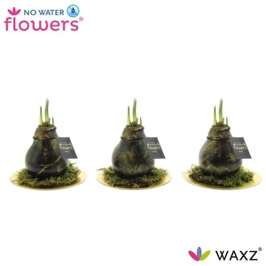 Hipp Waxz Antiquez Golden Dish