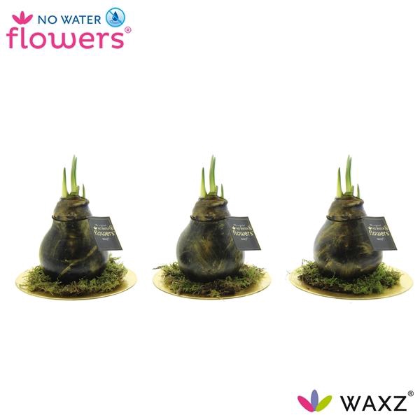 <h4>Hipp Waxz Antiquez Golden Dish</h4>