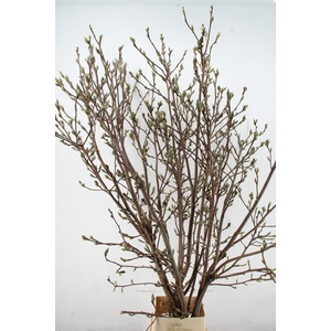 MAGNOLIA SUPERBA 220CM