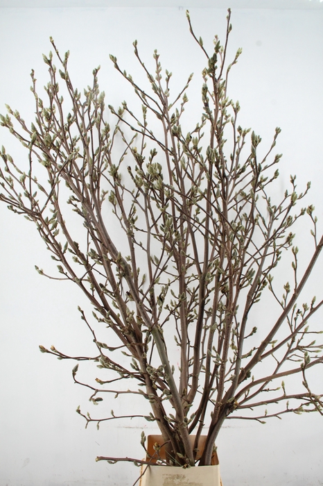 <h4>MAGNOLIA SUPERBA 220CM</h4>