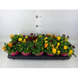 Viola corn. 'Evo Mini MM Madrid'