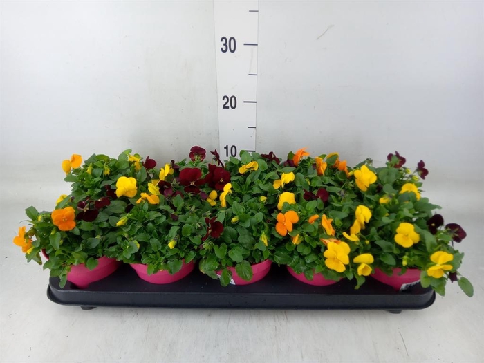 <h4>Viola corn. 'Evo Mini MM Madrid'</h4>