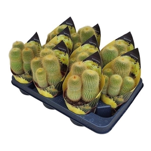 PARODIA LENINGHAUSII