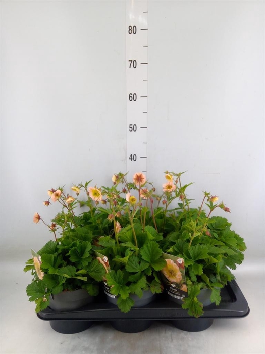 <h4>Geum rivale</h4>