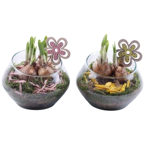 Bulbs Arr. Narcis Glass Oblique UFO Vase Ø15cm