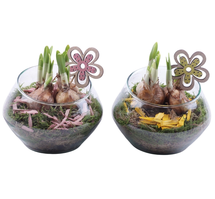 <h4>Bulbs Arr. Narcis Glass Oblique UFO Vase Ø15cm</h4>