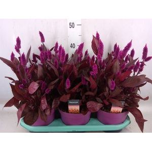 Celosia arg. SP 'Mystic Shades'