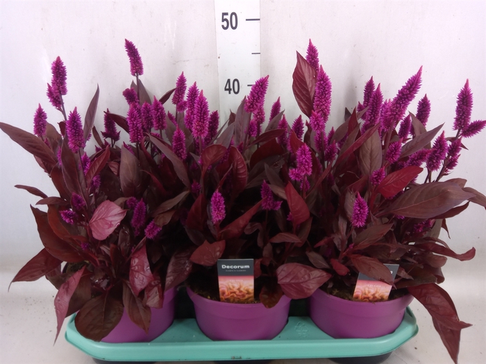 <h4>Celosia arg. SP 'Mystic Shades'</h4>