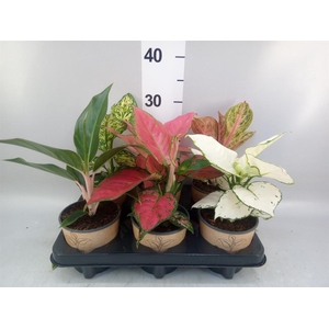 Aglaonema   ...mix
