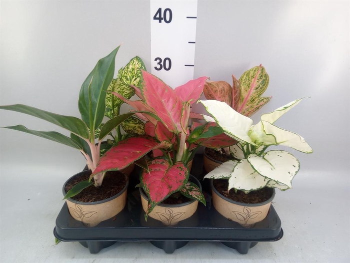 <h4>Aglaonema   ...mix</h4>