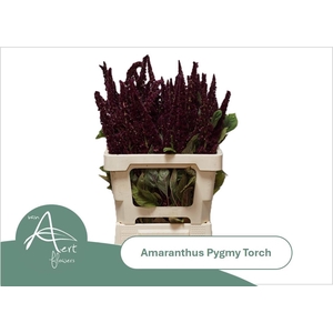 Amaranthus Pygmy Torch