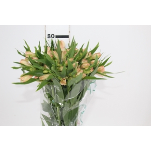 ALSTROEMERIA CANYON 080 CM