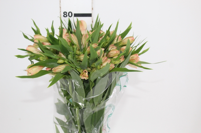 <h4>ALSTROEMERIA CANYON 080 CM</h4>