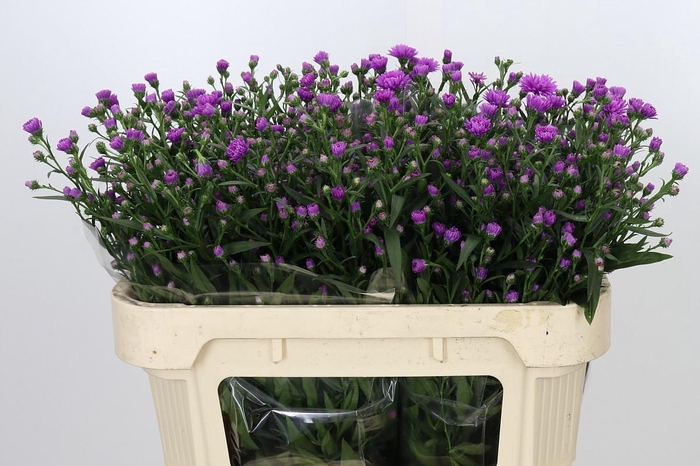 Aster Astee Karmijn