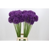 Allium Dark Knight