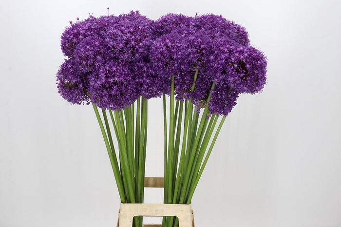 Allium Dark Knight