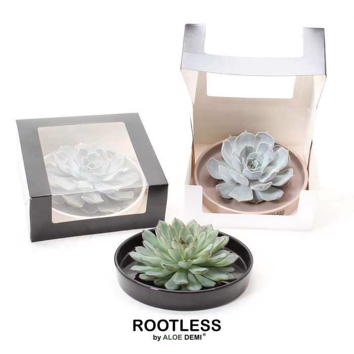 <h4>ROOTLESS Echeveria, Panda bowl - black box</h4>