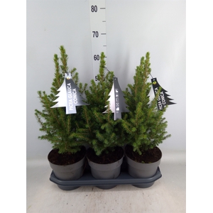 Picea glauca 'Conica'