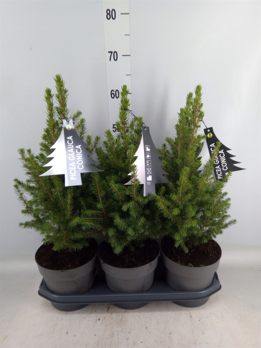 <h4>Picea glauca 'Conica'</h4>