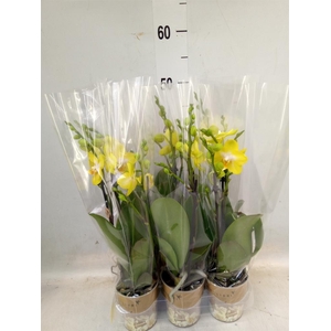 Phalaenopsis multi. 'Ant Arezzo'