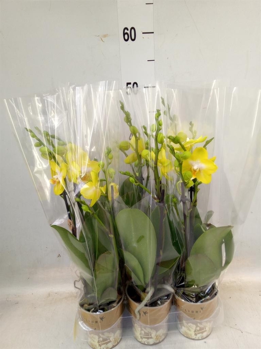 <h4>Phalaenopsis multi. 'Ant Arezzo'</h4>