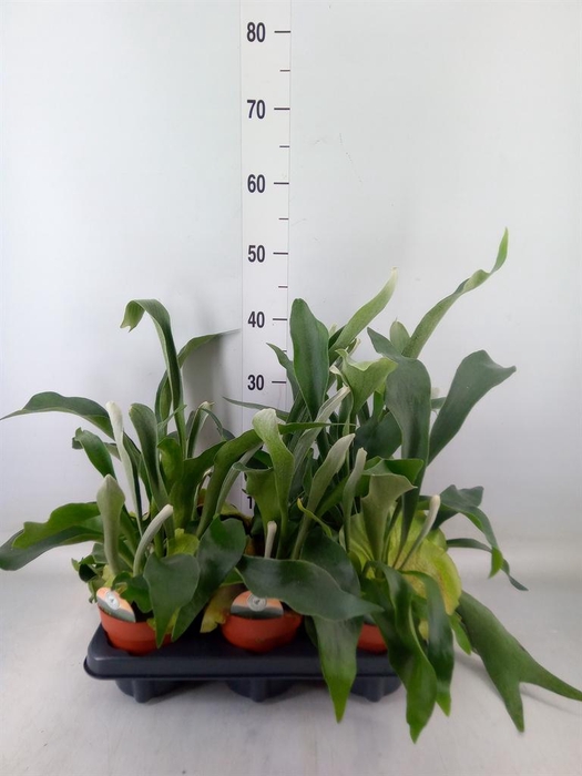 <h4>Platycerium bifurc.</h4>