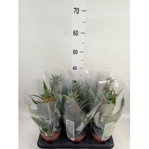 Ananas  'Rosita'