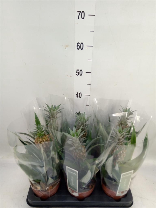 <h4>Ananas  'Rosita'</h4>